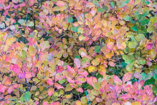 Cotinus coggygria also known as Purple Smoke Bush or Smoke Tree in autumn foliage. Full frame.