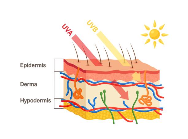 ilustrações, clipart, desenhos animados e ícones de os raios solares penetram na epiderme e na derme da pele. anatomia da pele humana. diferença entre penetração de raios uva e uvb. diagrama médico de camadas de pele - penetrating