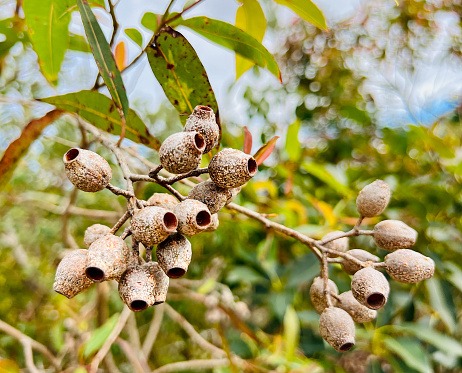 Horizontal closeup photo of old brown weathered seed capsules, or gumnuts,  hanging in clusters on the end of Eucalyptus tree branches. Arakwal National Park, Byron Bay, north coast NSW. Soft focus background.