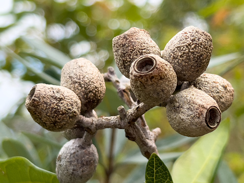 Horizontal extreme closeup photo of old brown weathered seed capsules, or gumnuts,  hanging in clusters on the end of Eucalyptus tree branches. Arakwal National Park, Byron Bay, north coast NSW. Soft focus background.