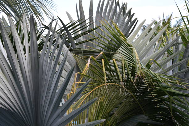 Cluster of Palm Fronds in Vietnam stock photo