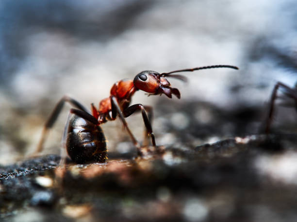 istock A worker ant /Formica rufa/ in its natural forest habitat in close-up 1446548197