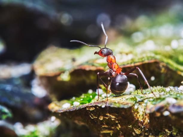 istock A worker ant /Formica rufa/ in its natural forest habitat in close-up 1446548201