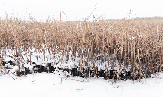 Winter landscape with dry reed in white snow and ice on a cloudy day, natural background photo