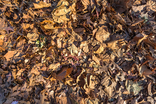 Seasonal autumn dry leaves background pattern.