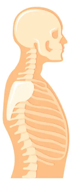 Vector illustration of Human upper body side view. Anatomical illustration