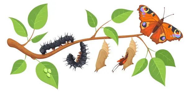 Vector illustration of Butterfly metamorphosis stages on cartoon green tree branch