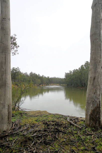 istock Lower Moira, Victoria, Australia 1446552565