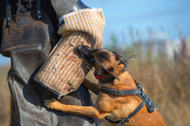 allenamento di lavoro del morso con un giovane pastore belga malinois - belgian sheepdog foto e immagini stock