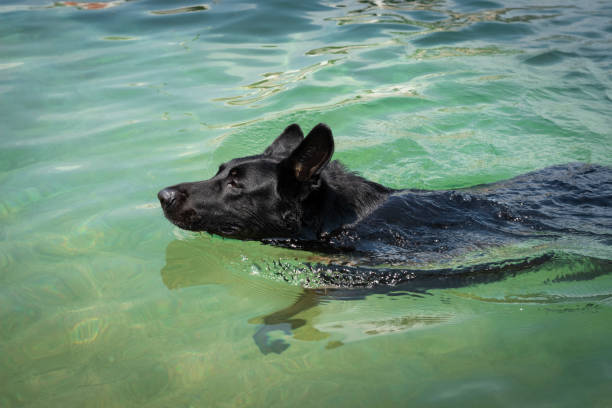 Swimming black german shepherd dog stock photo