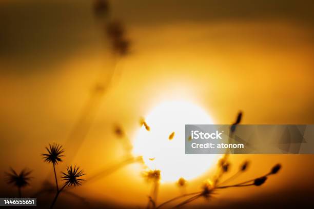Sunset And Dry Grass Silhouette Stock Photo - Download Image Now - Beauty, Beauty In Nature, Cloud - Sky