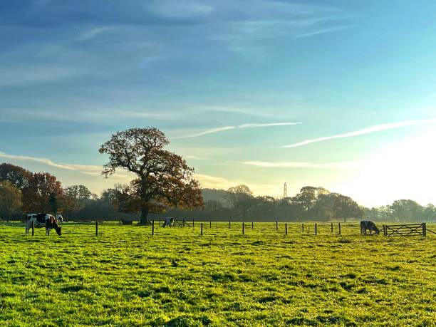 istock Cows in a field next to Stover Canal path, Teigngrace, Devon, England 1446555769