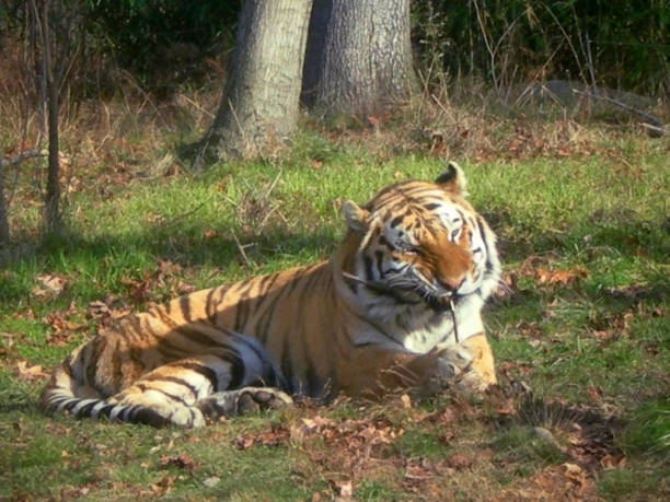 istock bengal tiger holding a stick fo chewing on green grass in morning light 1446555867
