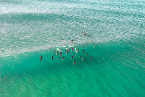 Aerial view of a pod of dolphin enjoying surfing a wave in the blue ocean