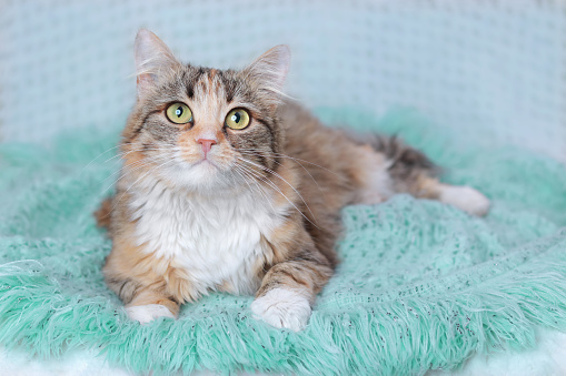 Cat rests on a light blue blanket. Pets. Cute Cat looking at the camera. Beautiful Kitten rests. Cat close-up. Kitten with big green eyes. Pet. Without people. Copy space. Animal background.