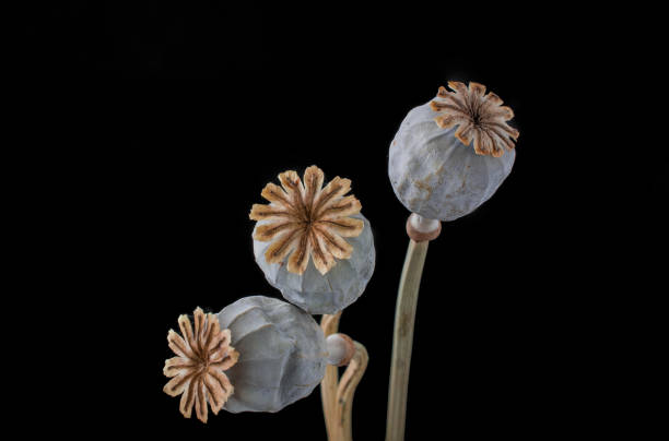 istock Three dried poppy seed pods isolated on black 1446561189