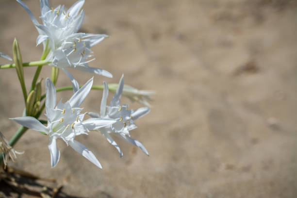 White Pancratium maritimum on the  beach, Crete island, Greece.