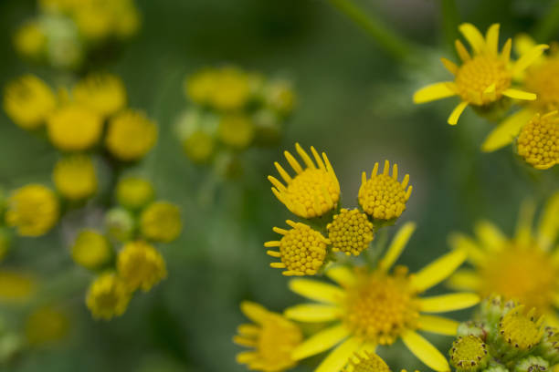 istock Yellow common fleabane flowers against green foliage 1446562445