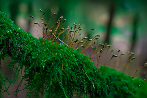 Tree branch in the forest covered by moos,UK