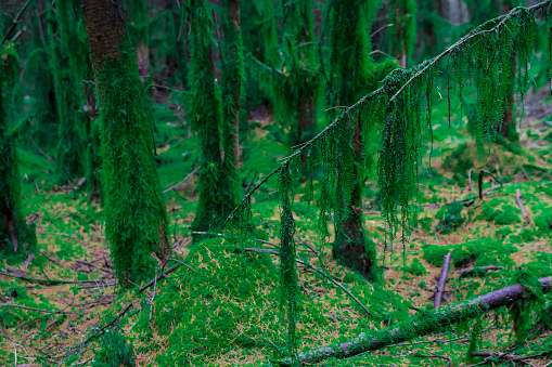 Tree branch in the forest covered by moos,UK