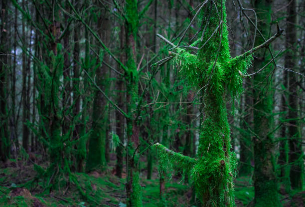 Tree branch in the forest covered by moos,UK