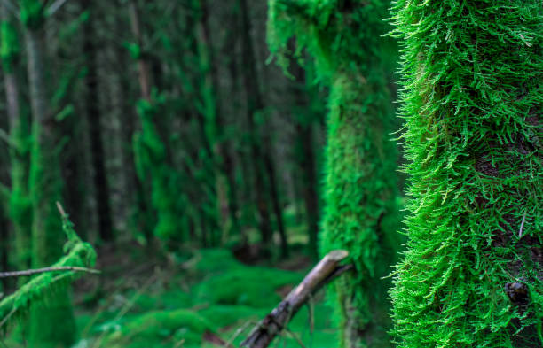 Tree branch in the forest covered by moos,UK