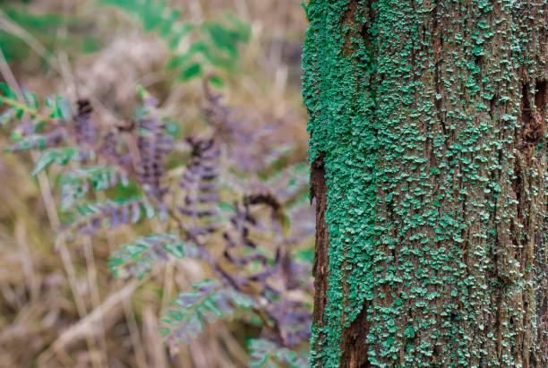 Tree branch in the forest covered by moos,UK