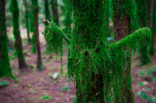 Tree branch in the forest covered by moos,UK