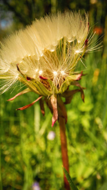 istock Light dandelion grows with white fluff against green nature 1446565709