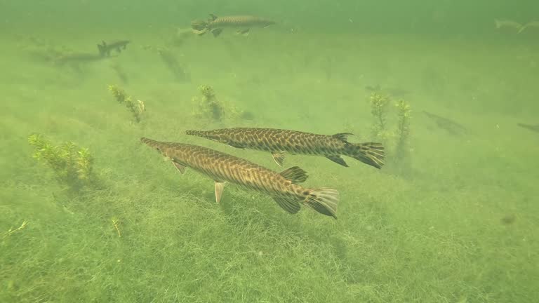 Alligator Gar - Mullet - Snook Fish