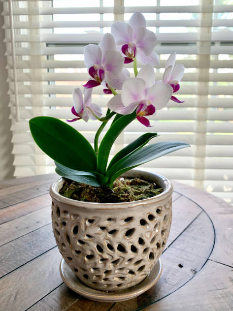 istock White and Magenta Orchid 1446567315
