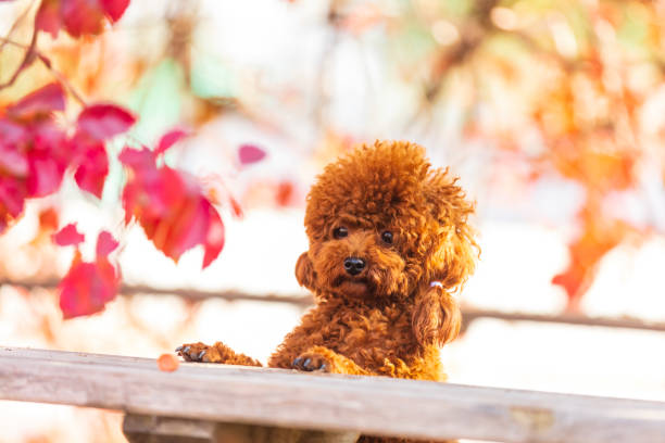 istock A toy poodle in autumn 1446568389