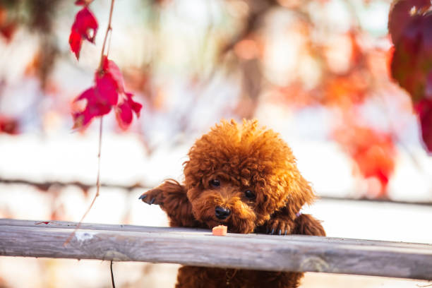 istock A toy poodle in autumn 1446568394