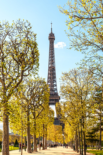 Champ de Mars park, with trees alley, at the foot of Eiffel Tower. Paris in France.