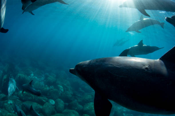 istock Lots of wild dolphins and sunshine 1446569447