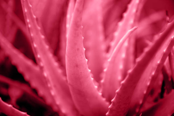 Aloe flower tan background