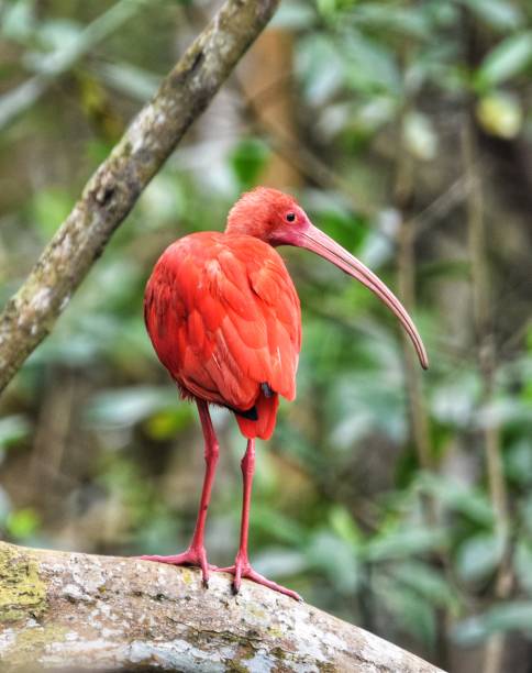 istock Scarlet Ibis or Eudocimus Ruber 1446572992