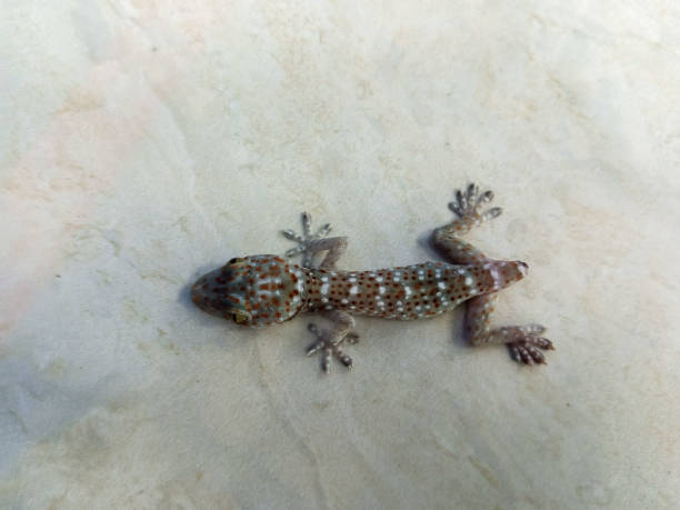 istock Close-up of house gecko 1446574550