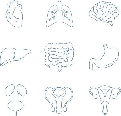 Human inner organs icons set . Anatomy collection of heart, lungs, brain, liver, intestine, stomach, kidney, bladder, male and female reproductive systems isolated on white. Flat vector illustrations.