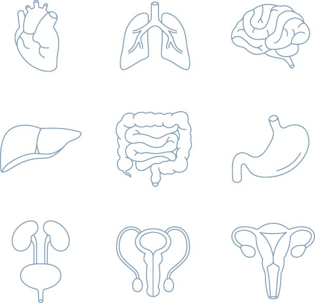 Human inner organs icons set . Anatomy collection of heart, lungs, brain, liver, intestine, stomach, kidney, bladder, male and female reproductive systems isolated on white. Flat vector illustrations Human inner organs icons set . Anatomy collection of heart, lungs, brain, liver, intestine, stomach, kidney, bladder, male and female reproductive systems isolated on white. Flat vector illustrations. phallic object stock illustrations