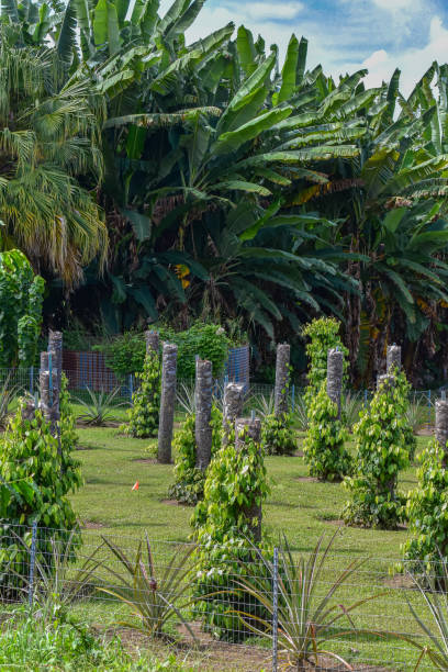 istock black pepper banana and pineapple plants 1446577041