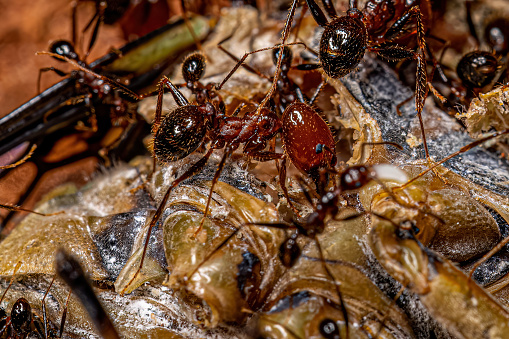 Adult Female Big-headed Ants of the Genus Pheidole preying on a cicada