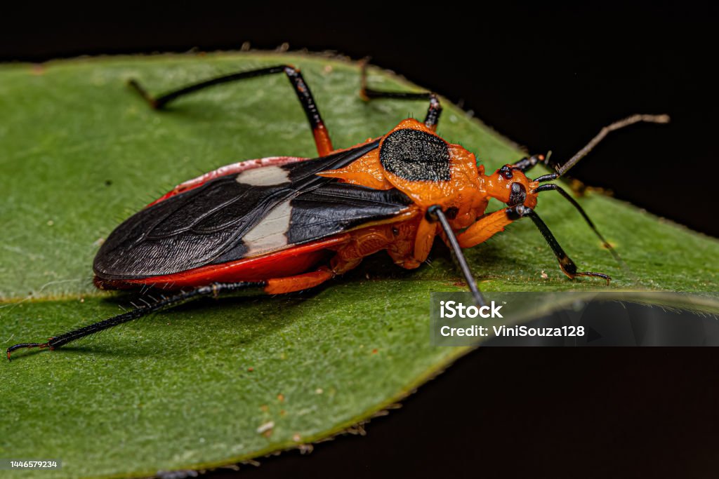 Adult Assassin Bug Adult Assassin Bug of the species Neivacoris neivai Animal Stock Photo