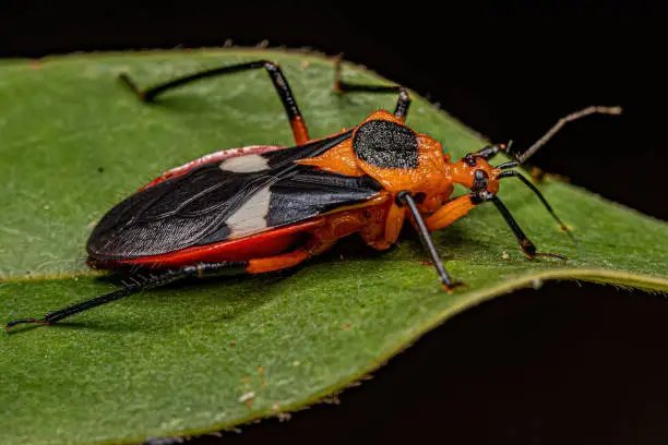 Adult Assassin Bug of the species Neivacoris neivai