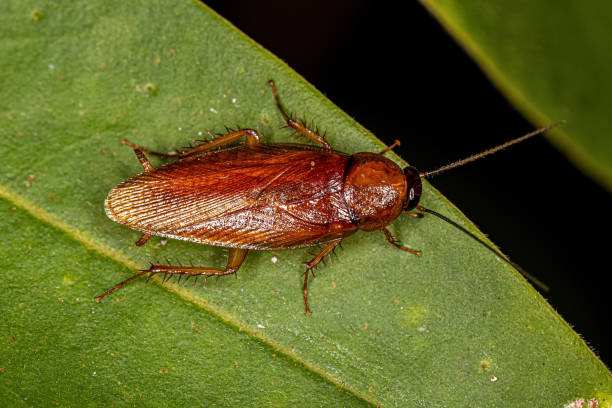 istock Adult Wood Cockroach 1446579235