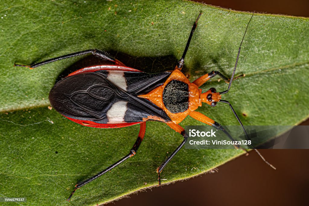 Adult Assassin Bug Adult Assassin Bug of the species Neivacoris neivai Animal Stock Photo