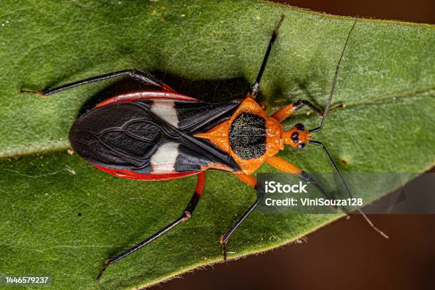Adult Assassin Bug Stock Photo - Download Image Now - Animal, Animal Wildlife, Arthropod