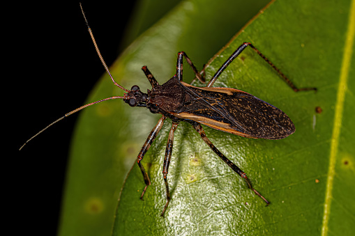 Adult Assassin Bug of the genus Zelurus