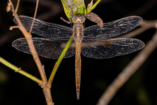 Adult Evening Skimmer Insect of the species Tholymis citrina
