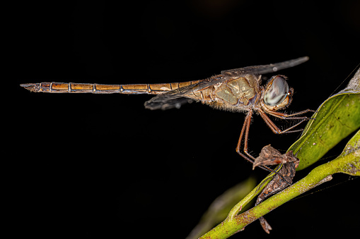 Adult Evening Skimmer Insect of the species Tholymis citrina